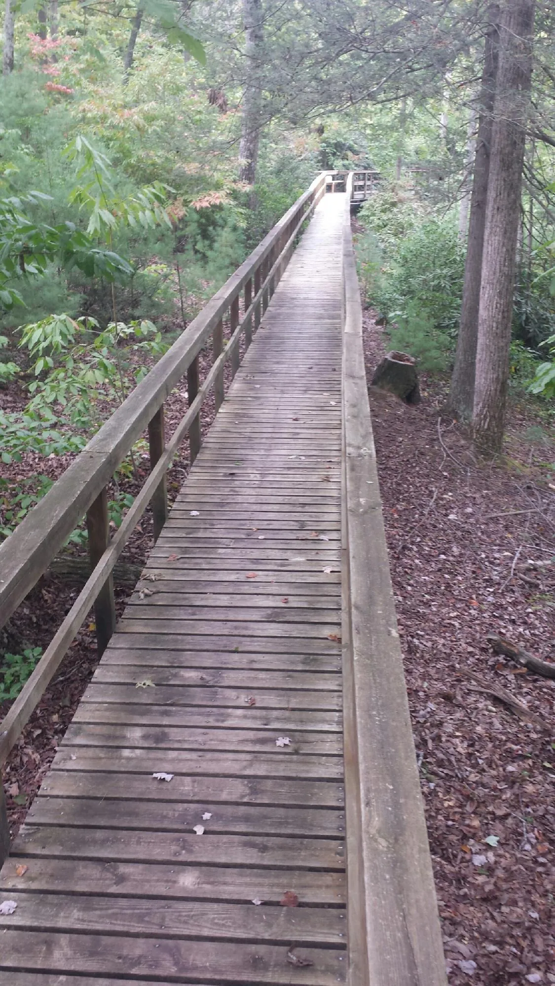Long wood walkway with handrails built through the woods in Ballantine